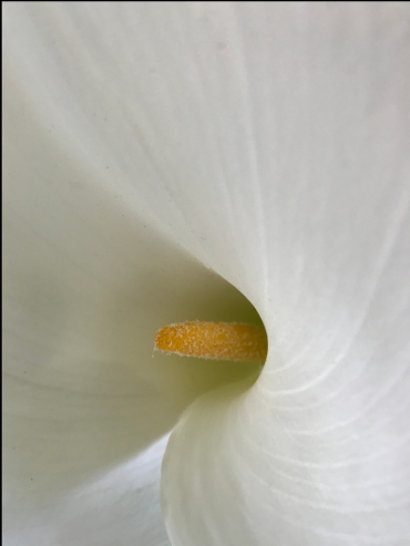 F0851 White Flower Ultra-Closeup 1 AAA